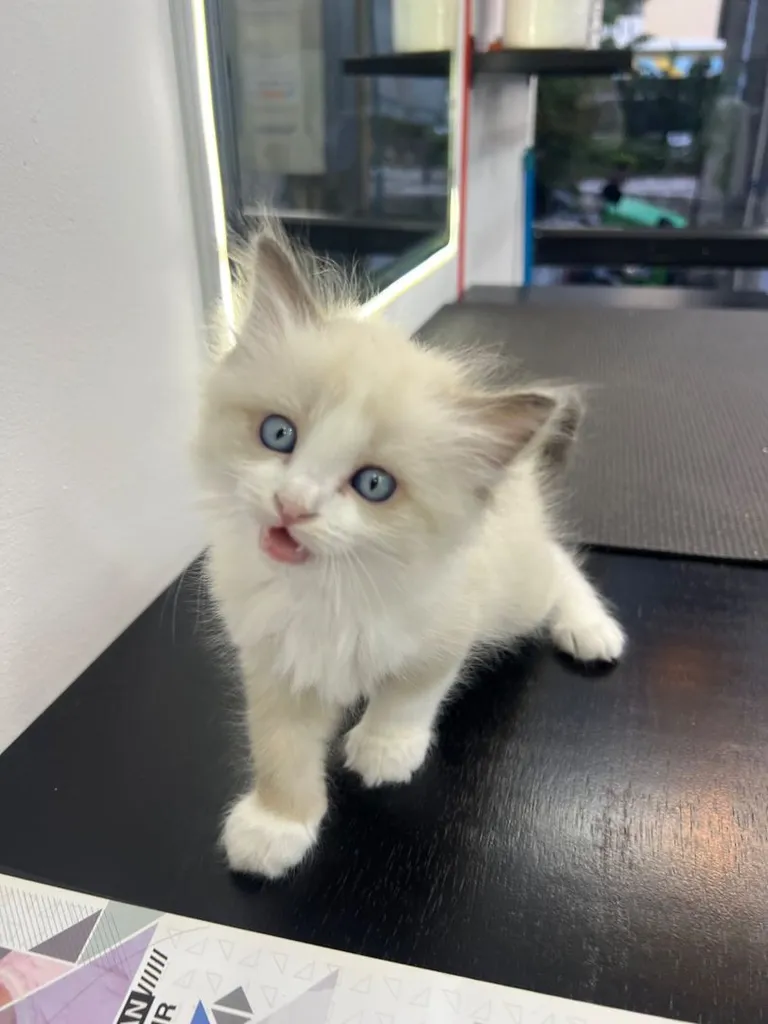 ลูกแมว