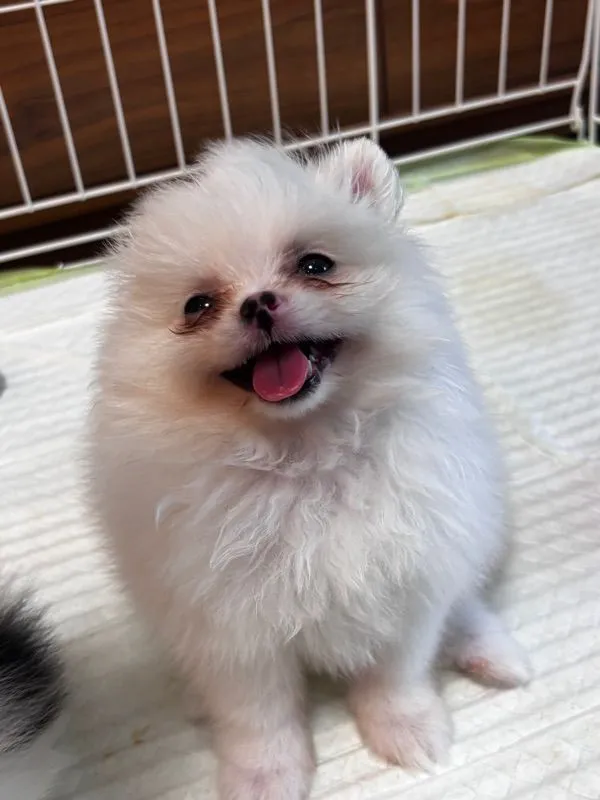 ปอมเมอเรเนียน (Pomeranian)