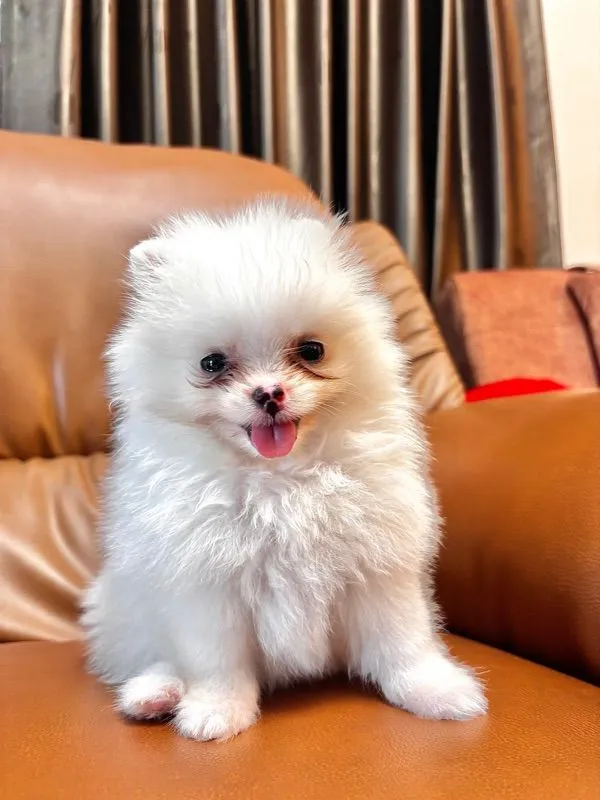 ปอมเมอเรเนียน (Pomeranian)