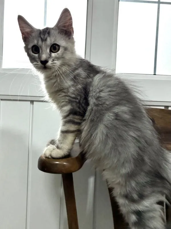 เมนคูนผสม
