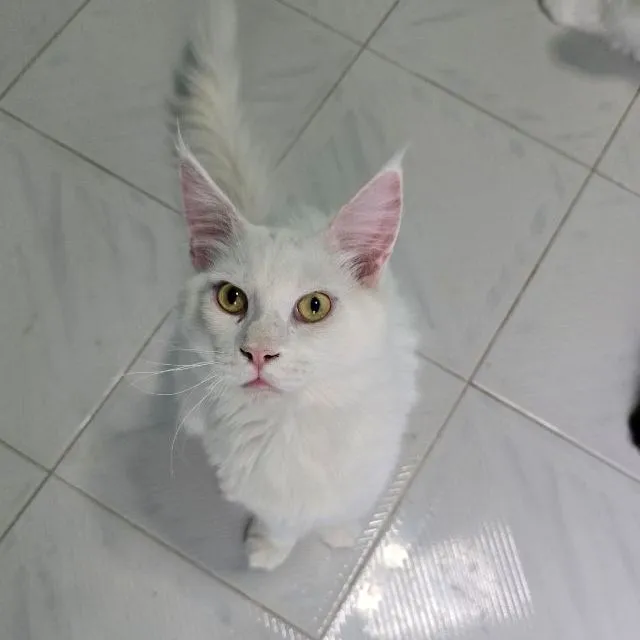 แมวเมนคูน