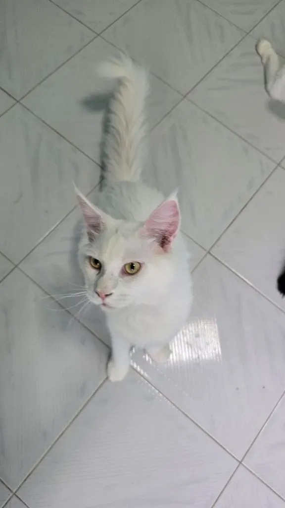 แมวเมนคูน