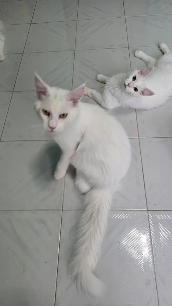 แมวเมนคูน