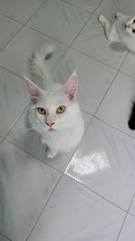 แมวเมนคูน