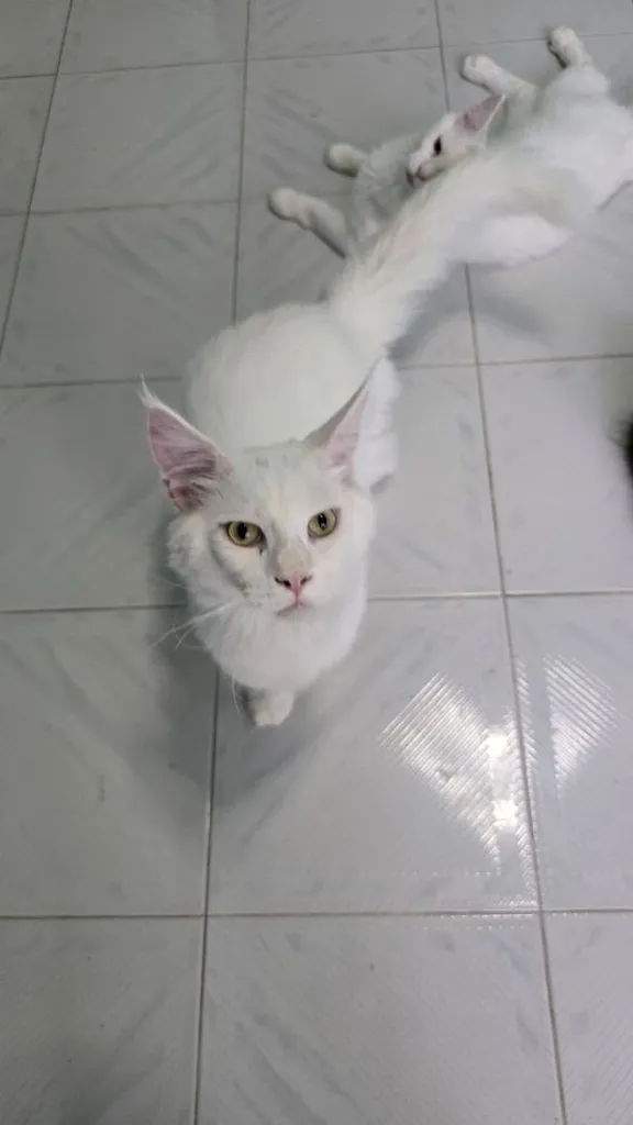 แมวเมนคูน