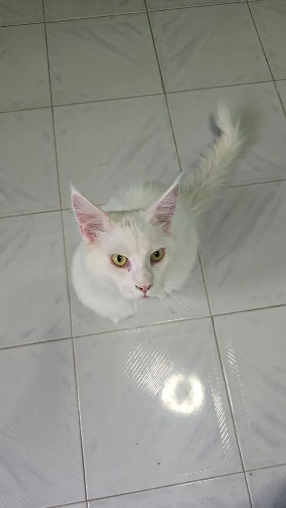 แมวเมนคูน