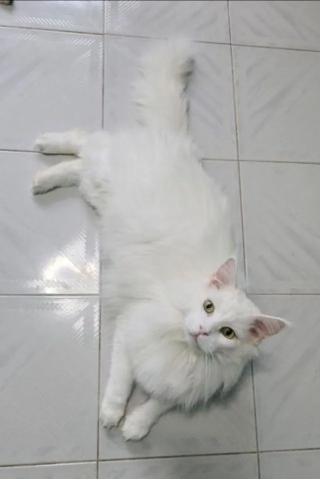 แมวเมนคูน