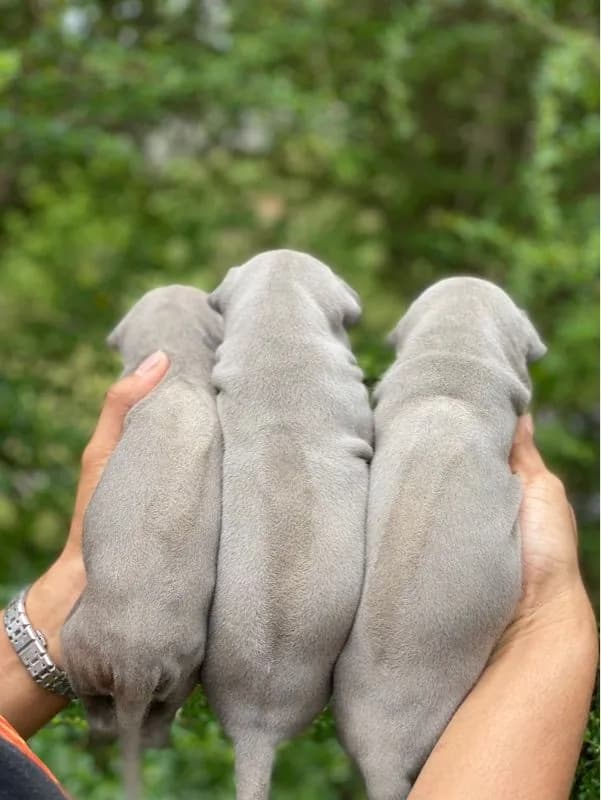 Thai Ridgeback dog