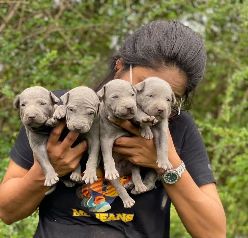 Thai Ridgeback dog