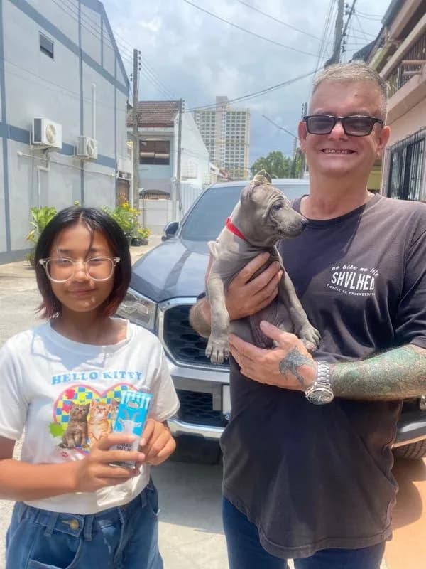 Thai Ridgeback dog