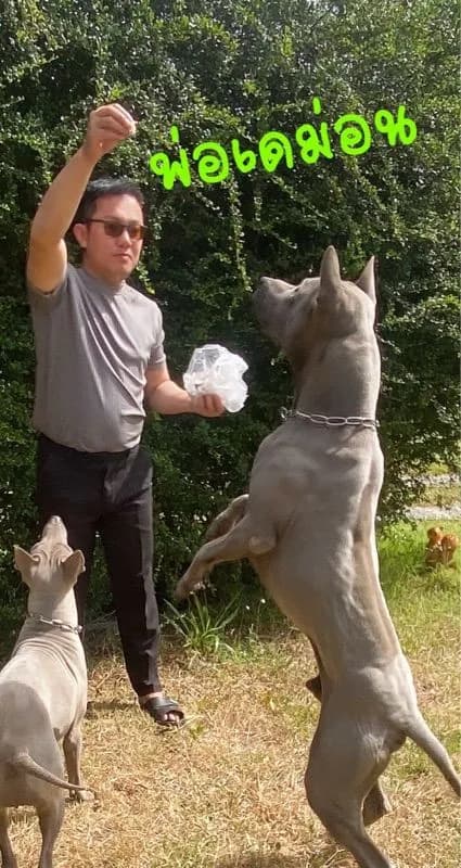 Thai Ridgeback dog