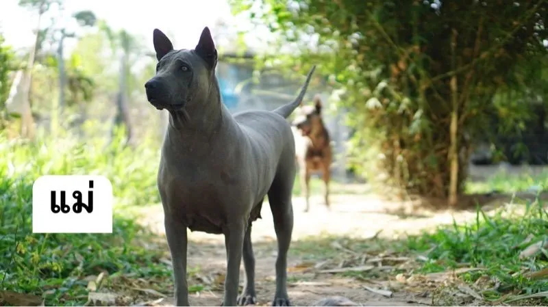 Thai Ridgeback dog