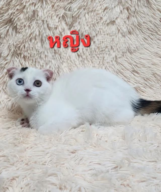 สก๊อตติช
