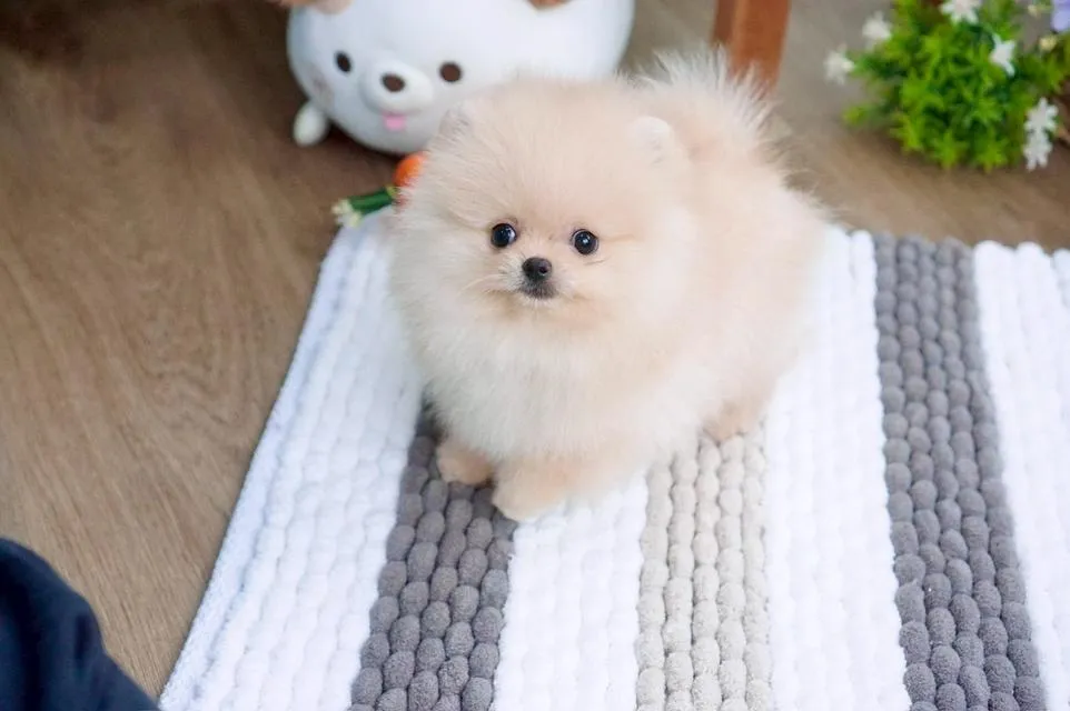 ลูกสุนัข ปอมเมอเรเนียน