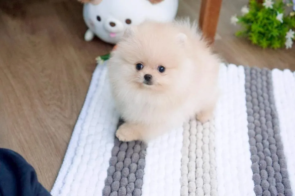 ลูกสุนัข ปอมเมอเรเนียน