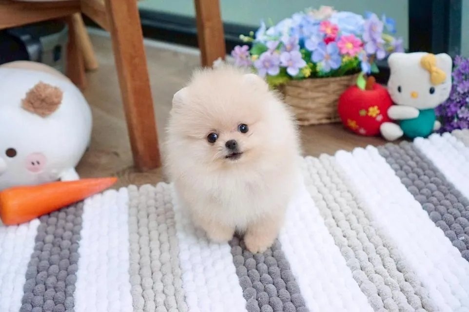 ลูกสุนัข ปอมเมอเรเนียน
