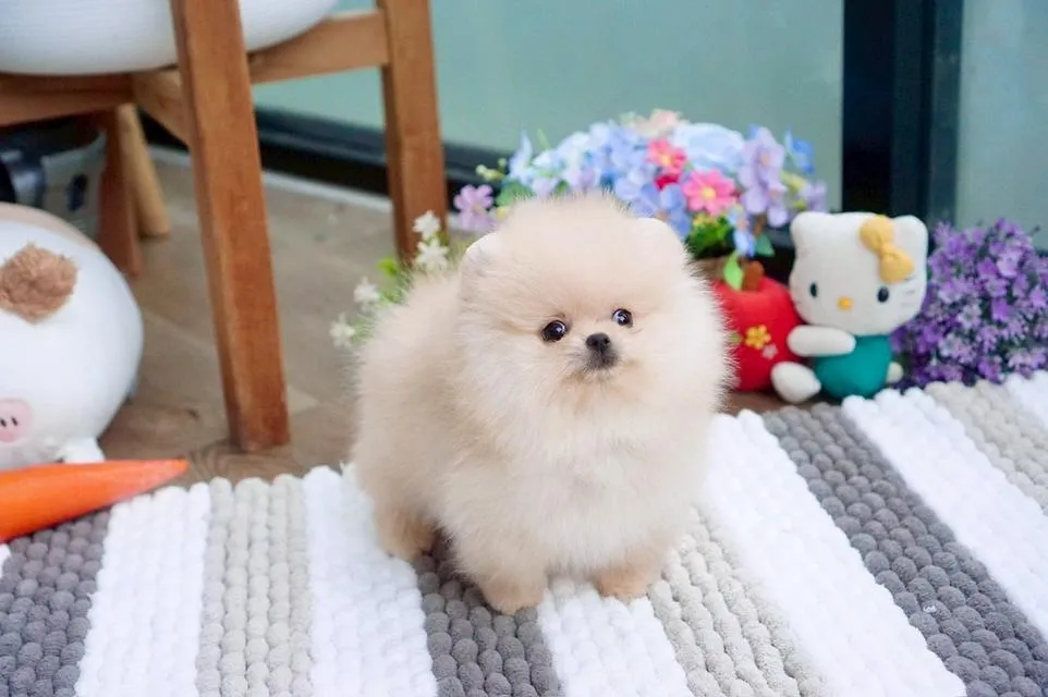 ลูกสุนัข ปอมเมอเรเนียน