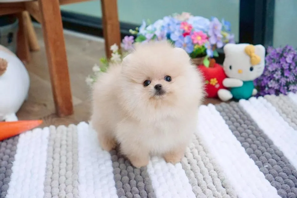ลูกสุนัข ปอมเมอเรเนียน