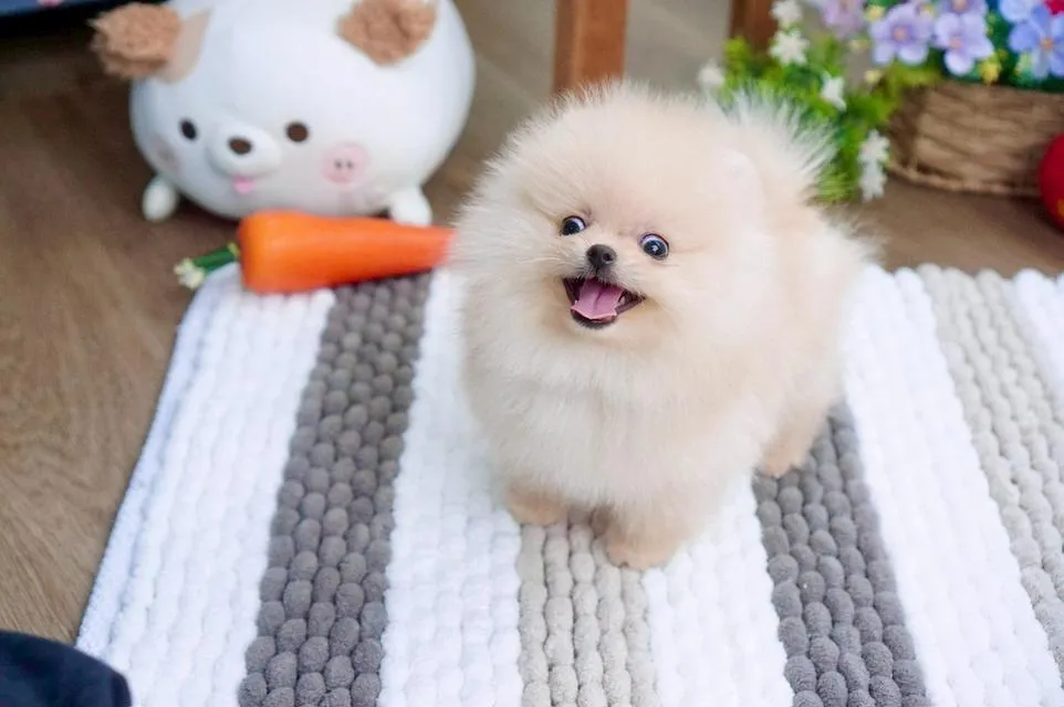ลูกสุนัข ปอมเมอเรเนียน