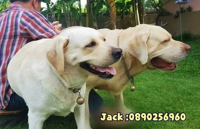 รับจับสุนัขผสมพันธุ์ทุกสายพันธุ์ +1000