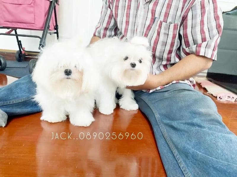 รับจับสุนัขผสมพันธุ์ทุกสายพันธุ์ +1000