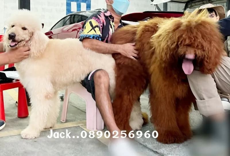 รับจับสุนัขผสมพันธุ์ทุกสายพันธุ์ +1000
