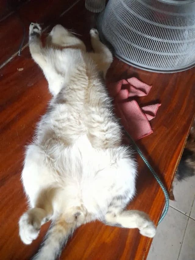 พ่อพันสก๊ตติชอายุ1ก่าวสนใจทักได้หล่อเรียบร้อยแสนรู้มาก
