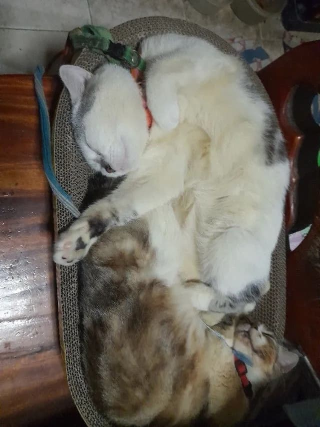พ่อพันสก๊ตติชอายุ1ก่าวสนใจทักได้หล่อเรียบร้อยแสนรู้มาก