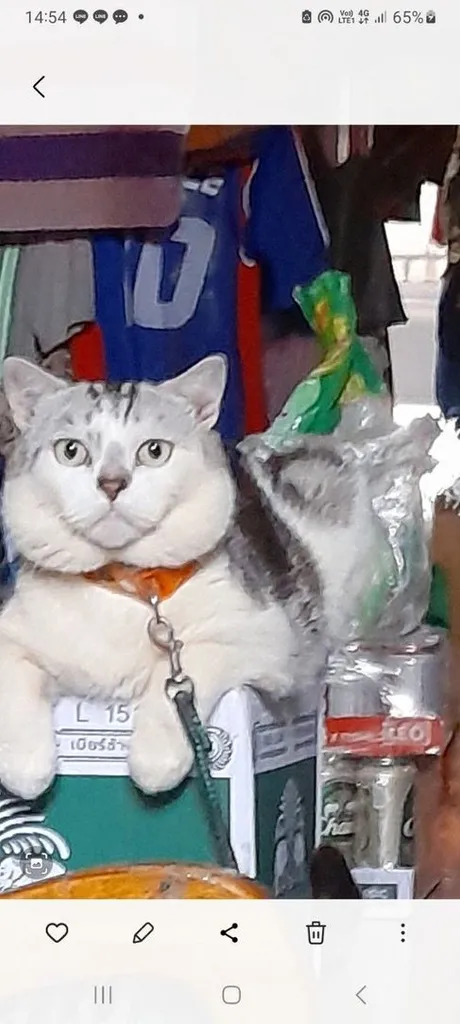 พ่อพันสก๊ตติชอายุ1ก่าวสนใจทักได้หล่อเรียบร้อยแสนรู้มาก