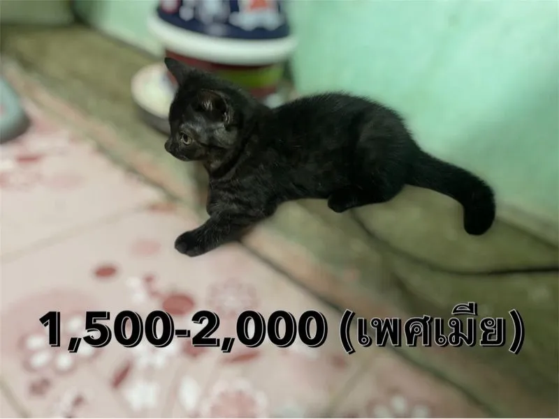 ลูกแมว สก็อตติช