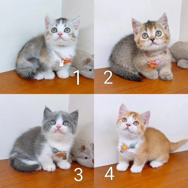 แมวขาสั้น(มันช์กิ้น) สายพันธุ์แท้ คุณภาพ