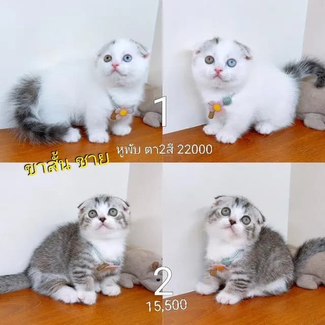 แมวขาสั้น(มันช์กิ้น) สายพันธุ์แท้ คุณภาพ