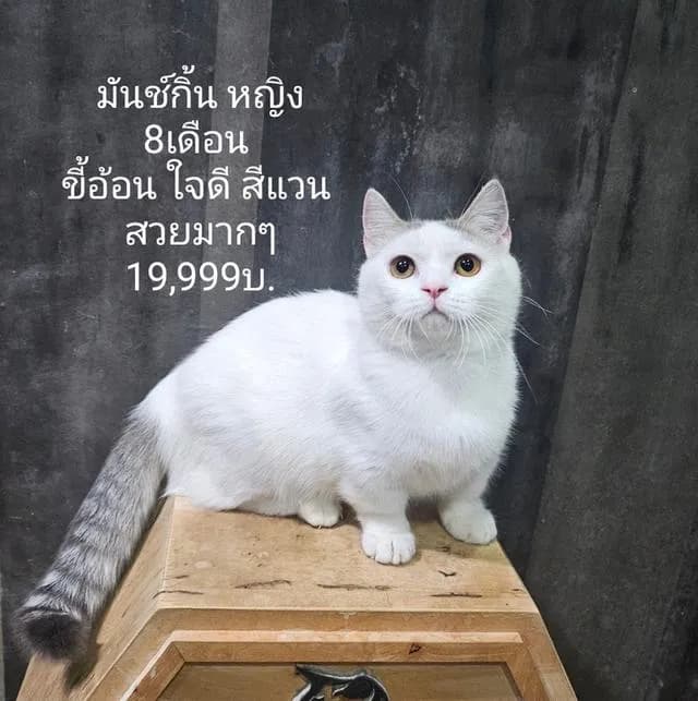 แมวขาสั้น(มันช์กิ้น) สายพันธุ์แท้ คุณภาพ