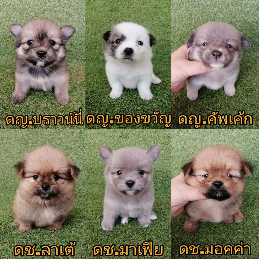 ชิสุห์ผสมปอม ชิสุห์ผสมชิวาว่า เกรดสวย จัดโปรทุกตัว แอดไลน์มาได้เลย
