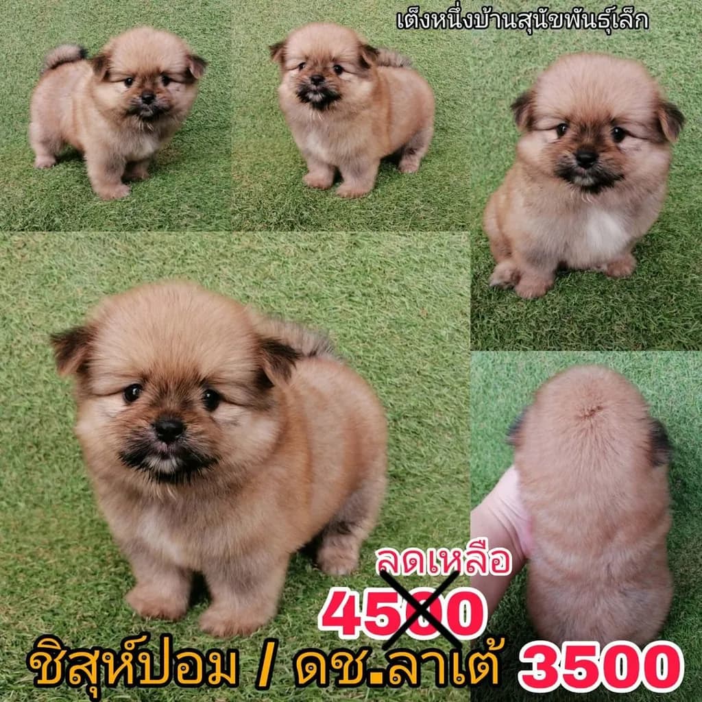 ชิสุห์ผสมปอม ชิสุห์ผสมชิวาว่า เกรดสวย จัดโปรทุกตัว แอดไลน์มาได้เลย