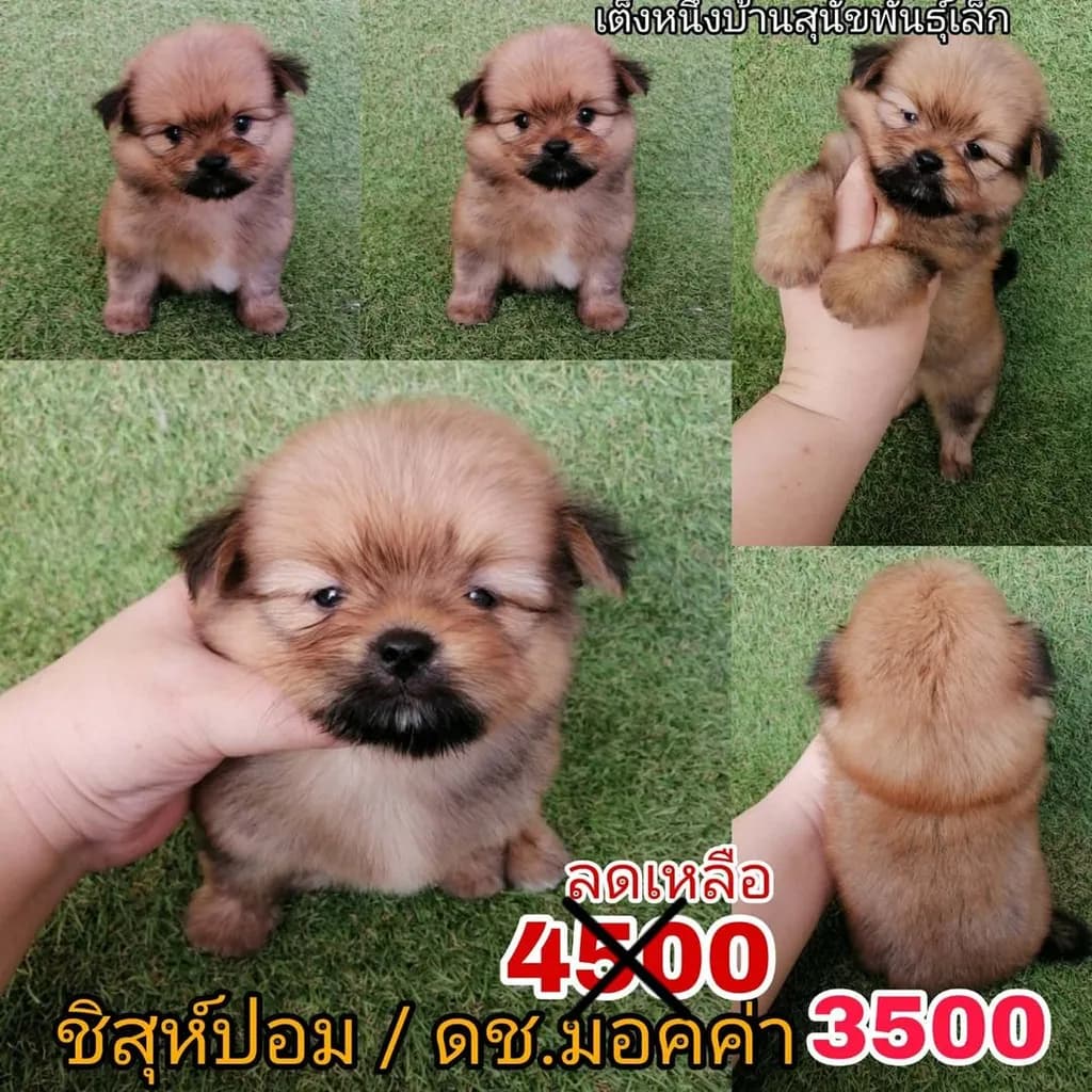 ชิสุห์ผสมปอม ชิสุห์ผสมชิวาว่า เกรดสวย จัดโปรทุกตัว แอดไลน์มาได้เลย