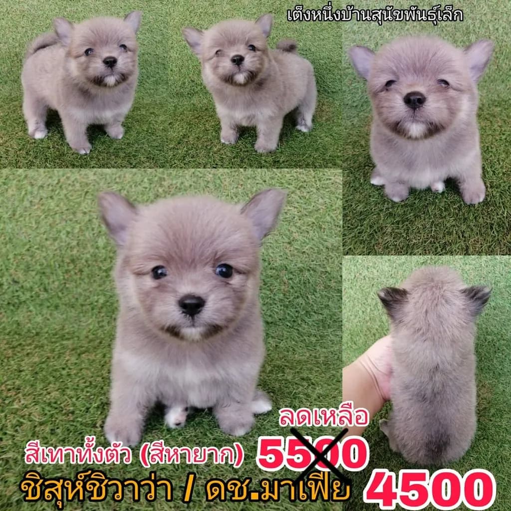 ชิสุห์ผสมปอม ชิสุห์ผสมชิวาว่า เกรดสวย จัดโปรทุกตัว แอดไลน์มาได้เลย