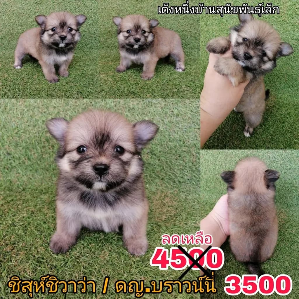ชิสุห์ผสมปอม ชิสุห์ผสมชิวาว่า เกรดสวย จัดโปรทุกตัว แอดไลน์มาได้เลย