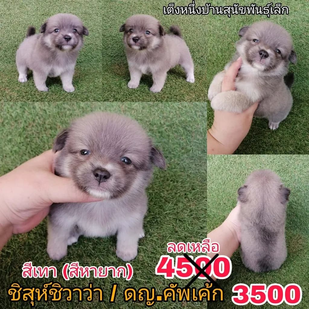 ชิสุห์ผสมปอม ชิสุห์ผสมชิวาว่า เกรดสวย จัดโปรทุกตัว แอดไลน์มาได้เลย