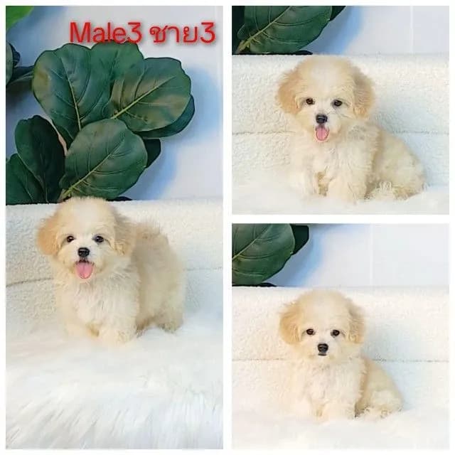 maltipoo มอลติพู เพศผู้ สีน้ำตาลขาว พร้อมวัคซีน5โรคเข็มแรก ถ่ายพยาธิ ใบรับรองจากสัตว์แพทย์ รับประกันสุขภาพ ส่งได้ทั่วไทย