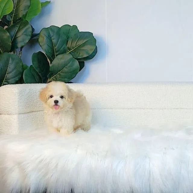 maltipoo มอลติพู เพศผู้ สีน้ำตาลขาว พร้อมวัคซีน5โรคเข็มแรก ถ่ายพยาธิ ใบรับรองจากสัตว์แพทย์ รับประกันสุขภาพ ส่งได้ทั่วไทย