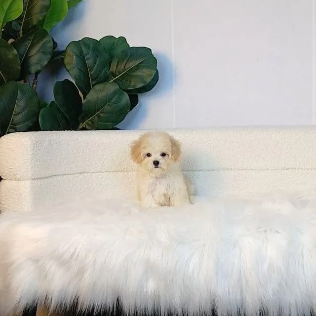 maltipoo มอลติพู เพศผู้ สีน้ำตาลขาว พร้อมวัคซีน5โรคเข็มแรก ถ่ายพยาธิ ใบรับรองจากสัตว์แพทย์ รับประกันสุขภาพ ส่งได้ทั่วไทย