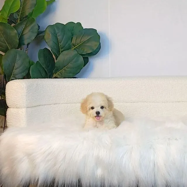 maltipoo มอลติพู เพศผู้ สีน้ำตาลขาว พร้อมวัคซีน5โรคเข็มแรก ถ่ายพยาธิ ใบรับรองจากสัตว์แพทย์ รับประกันสุขภาพ ส่งได้ทั่วไทย