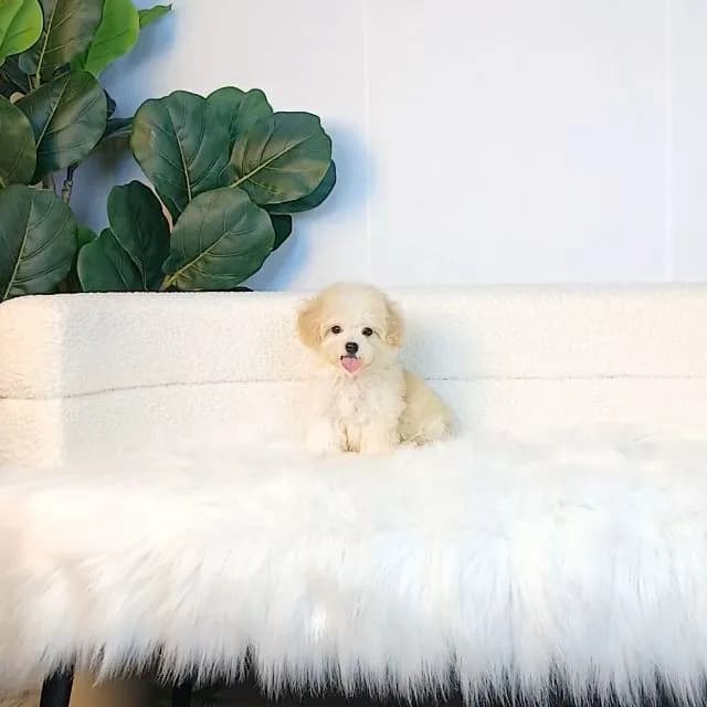 maltipoo มอลติพู เพศผู้ สีน้ำตาลขาว พร้อมวัคซีน5โรคเข็มแรก ถ่ายพยาธิ ใบรับรองจากสัตว์แพทย์ รับประกันสุขภาพ ส่งได้ทั่วไทย