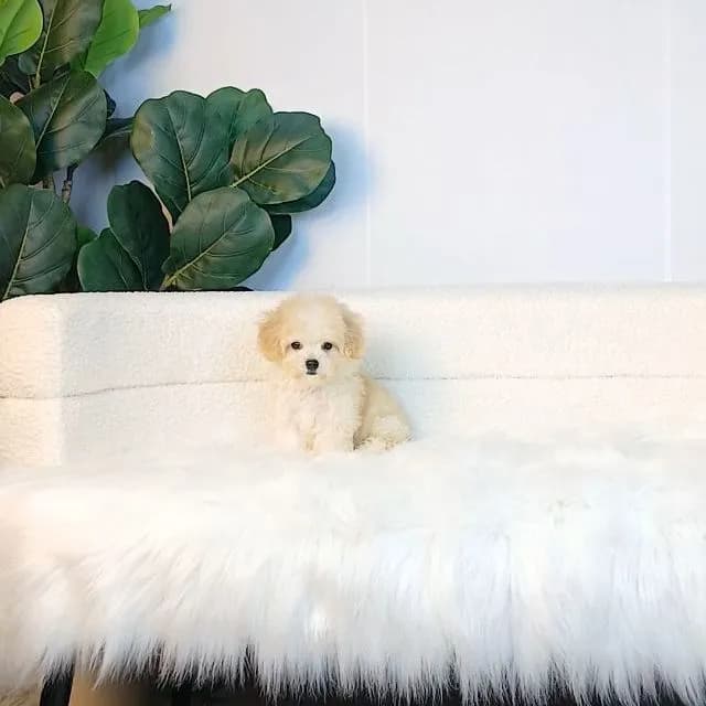 maltipoo มอลติพู เพศผู้ สีน้ำตาลขาว พร้อมวัคซีน5โรคเข็มแรก ถ่ายพยาธิ ใบรับรองจากสัตว์แพทย์ รับประกันสุขภาพ ส่งได้ทั่วไทย