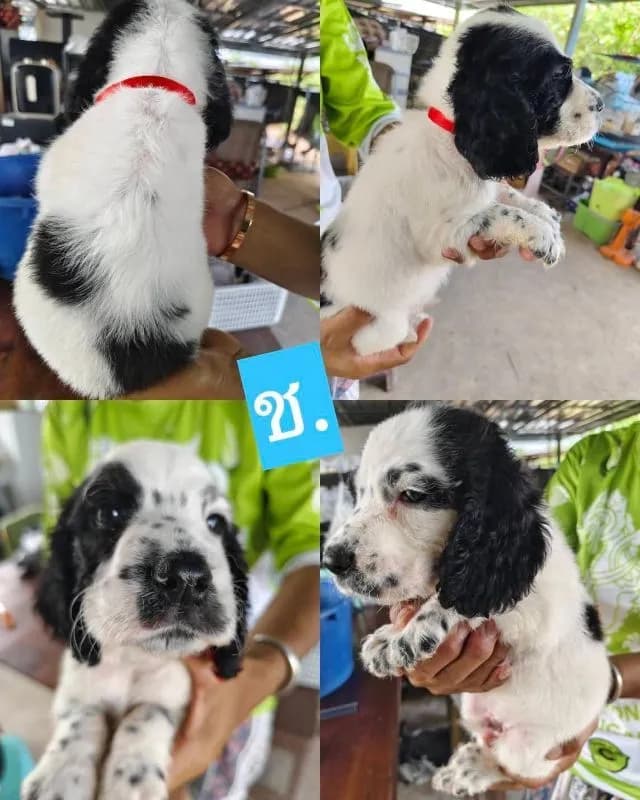 ลูกสุนัขพันธุ์ english cocker