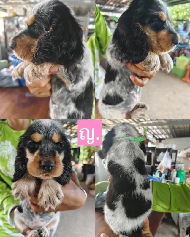 ลูกสุนัขพันธุ์ english cocker