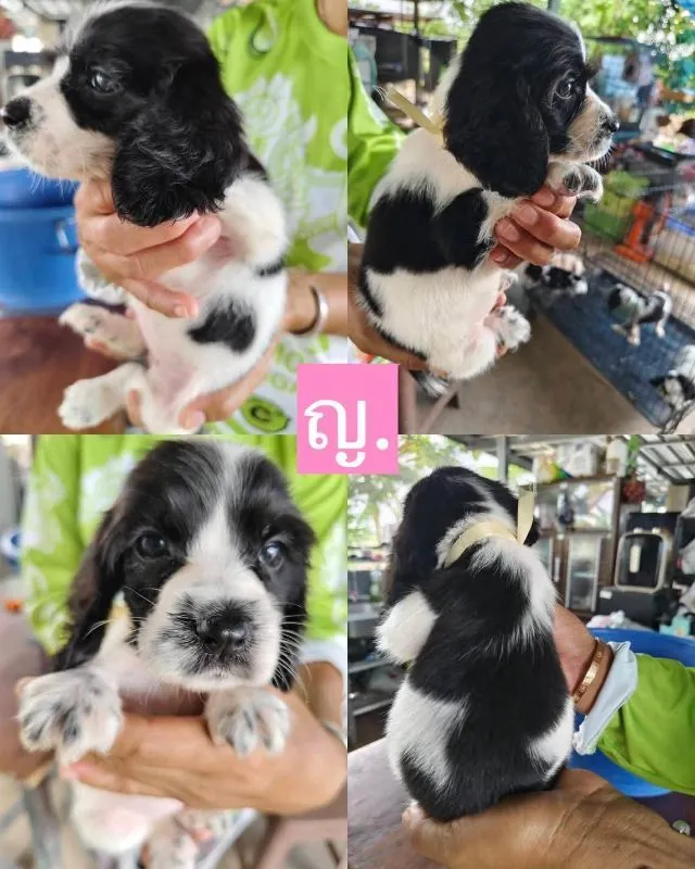 ลูกสุนัขพันธุ์ english cocker