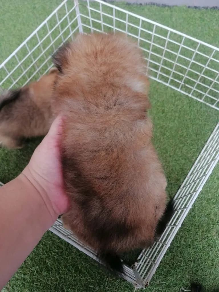 ด่วน 4500 ลดเหลือ 3500 ปอมผสมชิสุห์ ญ. ไซส์เล็ก พร้อมย้าย
