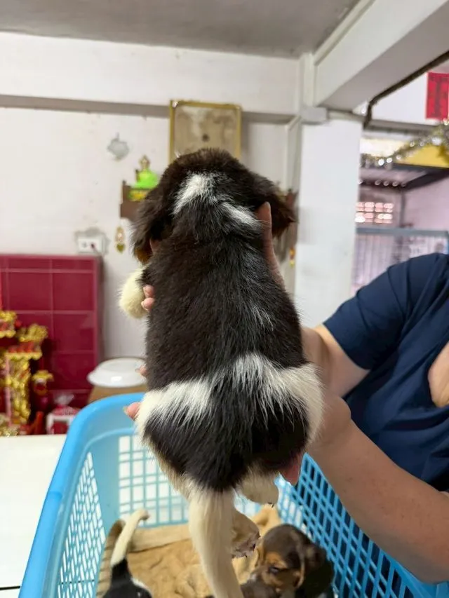 ลูกสุนัข บีเกิ้ล เพศเมีย 3